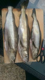 2015-04-25_peche__-0010_1.jpg